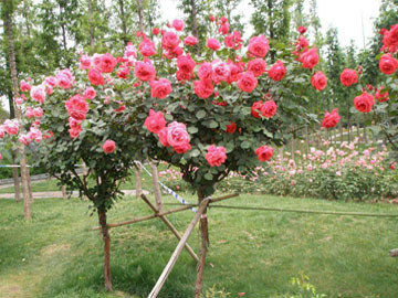 南阳桂花树基地，最适合桂花栽种的季节