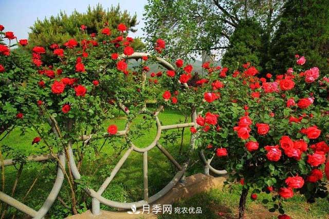 北京植物园树状月季花盛开，观赏效果超级赞！(图2)
