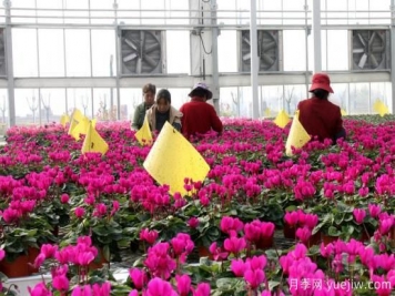 扬州高邮：每天发货30万株，花工厂绽放乡村振兴致富花
