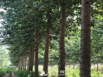 河南周口：培育出不飞絮的杨树新品种