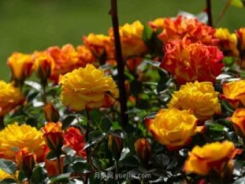 安阳市滑县森林公园月季花开放，赏花打卡正当时