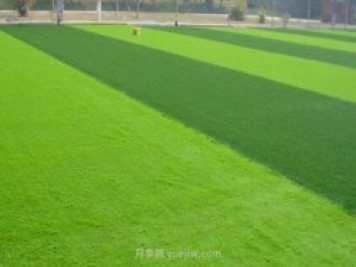 运动场常用的暖季型草坪-结缕草