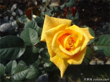 黄玫瑰代表什么意思？黄玫瑰寓意？黄玫瑰的花