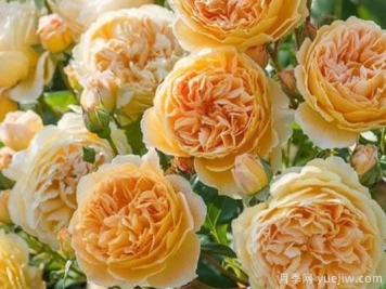 大花香水月季的养护方法，分享10种花香飘满屋