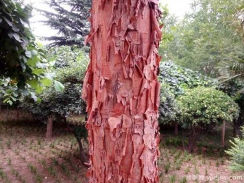 血皮槭的图片特点和种植养护