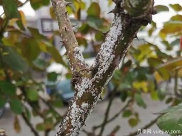 树状月季的桑盾蚧虫害有哪些伤害害，该如何防治？