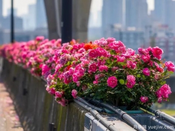 杭州高架月季盛开，200万株月季花装扮空中花廊