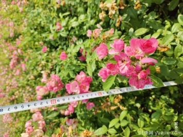 安吉拉月季盆栽苗，60厘米高基地发货