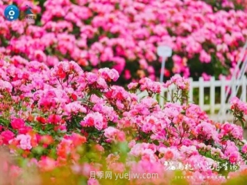 2024年第二届杭州市月季花展举办，赏500万株月季
