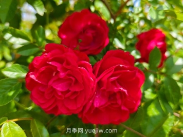 月季红木香爆花机器，花艳丽花量大花期长