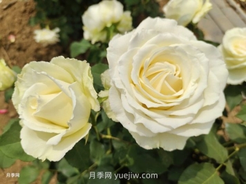 十一朵白玫瑰的花语和寓意