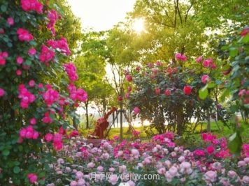 上海前滩休闲公园，月季花海盛景等你赏