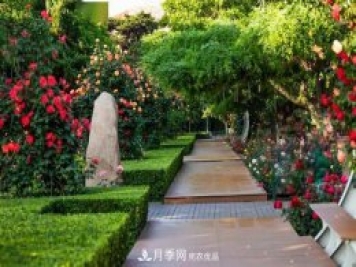 秦皇岛适合养月季花，市花和市树是什么