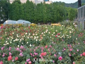 花开华南地区，哪些月季品种，征服了广州这片“热土”？