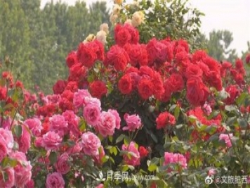 肥西县三河镇百亩树状月季园：花开正艳，产业增收