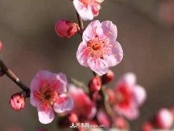 淮北市的市花是什么？月季花的花语寓意